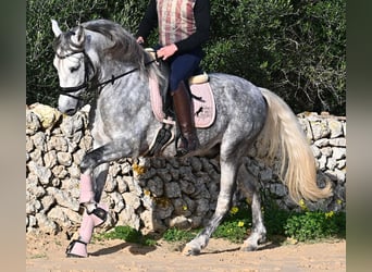 PRE, Stallion, 5 years, 15,2 hh, Grey