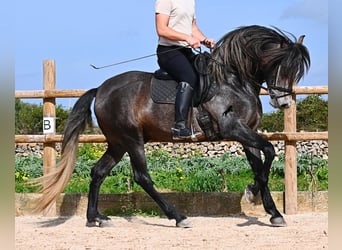 PRE Mix, Stallion, 5 years, 15,2 hh, Grey