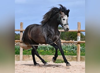 PRE Mix, Stallion, 5 years, 15,2 hh, Grey