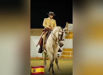 PRE Mix, Stallion, 5 years, 15,2 hh, Grey