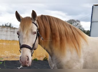 PRE, Stallion, 5 years, 15,2 hh, Pearl