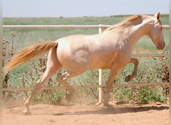 PRE Mix, Stallion, 5 years, 15,2 hh, Perlino
