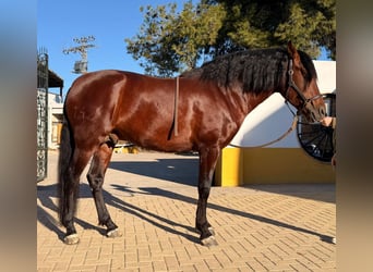 PRE Mix, Stallion, 5 years, 15,3 hh, Bay-Dark