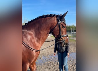 PRE Mix, Stallion, 5 years, 15,3 hh, Bay-Dark