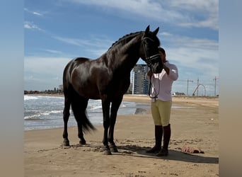 PRE Mix, Stallion, 5 years, 15,3 hh, Black