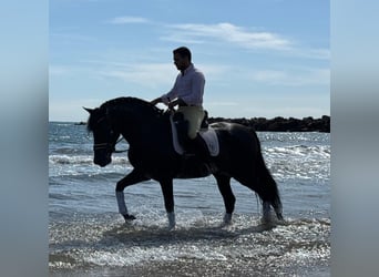 PRE Mix, Stallion, 5 years, 15,3 hh, Black