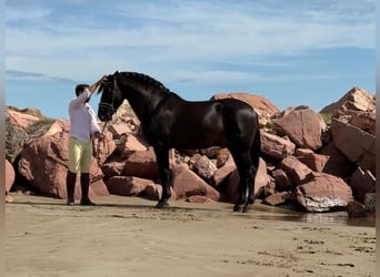 PRE Mix, Stallion, 5 years, 15,3 hh, Black