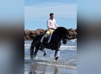 PRE Mix, Stallion, 5 years, 15,3 hh, Black