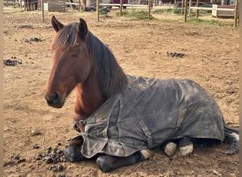 PRE Mix, Stallion, 5 years, 15,3 hh, Brown