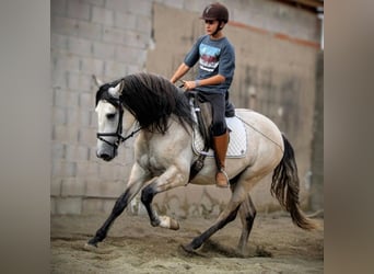 PRE Mix, Stallion, 5 years, 15,3 hh, Can be white