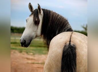 PRE Mix, Stallion, 5 years, 15,3 hh, Can be white