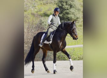 PRE, Stallion, 5 years, 16,1 hh, Bay-Dark