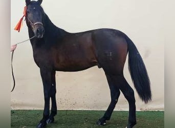 PRE Mix, Stallion, 5 years, 16,1 hh, Bay