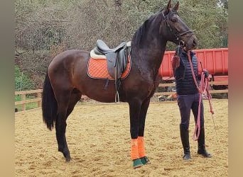 PRE Mix, Stallion, 5 years, 16,1 hh, Bay