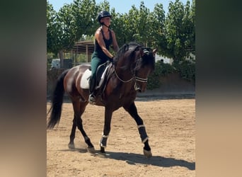 PRE, Stallion, 5 years, 16.1 hh, Bay