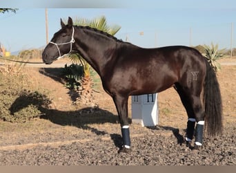 PRE, Stallion, 5 years, 16.1 hh, Black