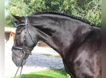 PRE Mix, Stallion, 5 years, 16,1 hh, Black