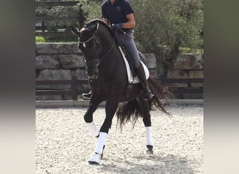 PRE Mix, Stallion, 5 years, 16,1 hh, Black