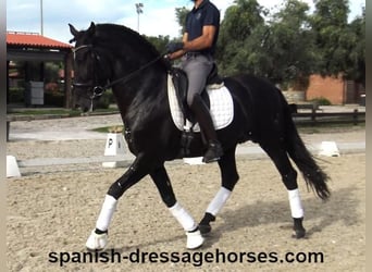 PRE Mix, Stallion, 5 years, 16,1 hh, Black