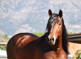 PRE, Stallion, 5 years, 16,1 hh, Brown