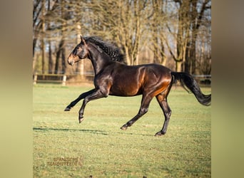 PRE, Stallion, 5 years, 16.1 hh, Brown