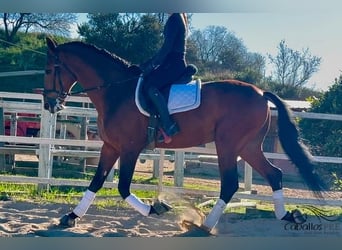 PRE, Stallion, 5 years, 16,1 hh, Brown