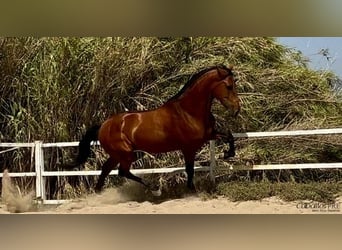 PRE, Stallion, 5 years, 16,1 hh, Brown