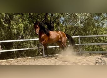 PRE, Stallion, 5 years, 16,1 hh, Brown