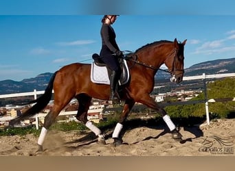 PRE, Stallion, 5 years, 16,1 hh, Brown