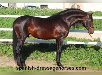 PRE Mix, Stallion, 5 years, 16,1 hh, Brown