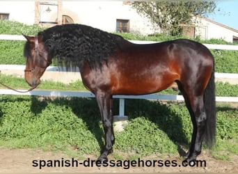 PRE Mix, Stallion, 5 years, 16,1 hh, Brown