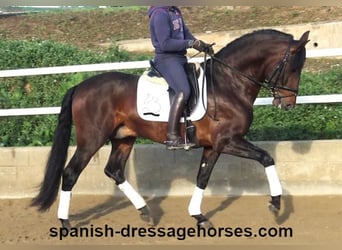 PRE Mix, Stallion, 5 years, 16,1 hh, Brown