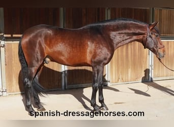 PRE Mix, Stallion, 5 years, 16,1 hh, Brown