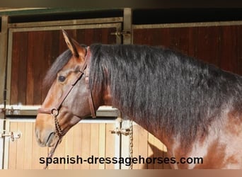 PRE Mix, Stallion, 5 years, 16,1 hh, Brown