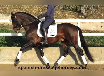 PRE Mix, Stallion, 5 years, 16,1 hh, Brown