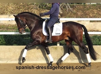 PRE Mix, Stallion, 5 years, 16,1 hh, Brown