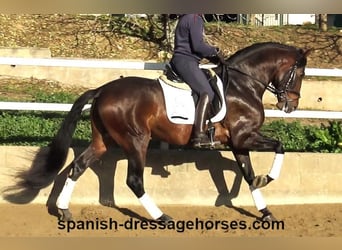 PRE Mix, Stallion, 5 years, 16,1 hh, Brown