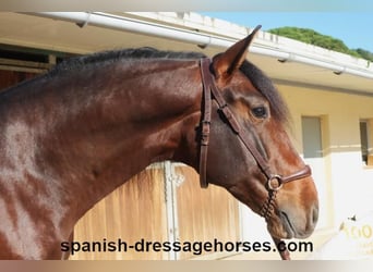 PRE Mix, Stallion, 5 years, 16,1 hh, Brown