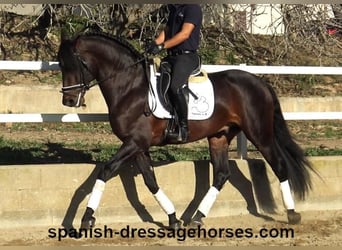 PRE Mix, Stallion, 5 years, 16,1 hh, Brown