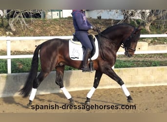 PRE Mix, Stallion, 5 years, 16,1 hh, Brown