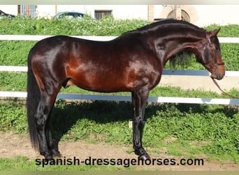 PRE Mix, Stallion, 5 years, 16,1 hh, Brown