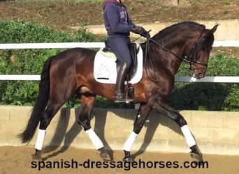 PRE Mix, Stallion, 5 years, 16,1 hh, Brown