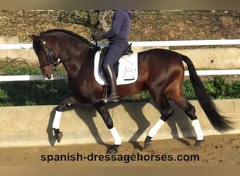 PRE Mix, Stallion, 5 years, 16,1 hh, Brown