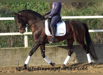 PRE Mix, Stallion, 5 years, 16,1 hh, Brown