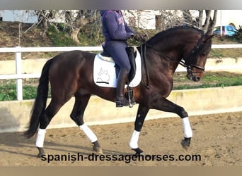 PRE Mix, Stallion, 5 years, 16,1 hh, Brown