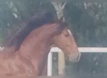 PRE, Stallion, 5 years, 16,1 hh, Brown