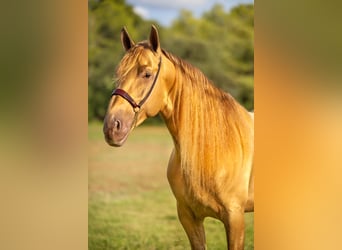 PRE, Hengst, 5 Jahre, 16,1 hh, Champagne