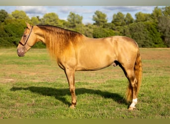 PRE, Stallion, 5 years, 16,1 hh, Champagne