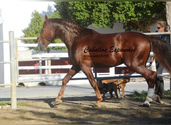 PRE, Stallion, 5 years, 16,1 hh, Chestnut-Red