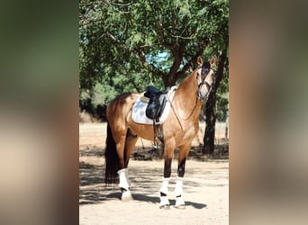 PRE Mix, Stallion, 5 years, 16,1 hh, Dun